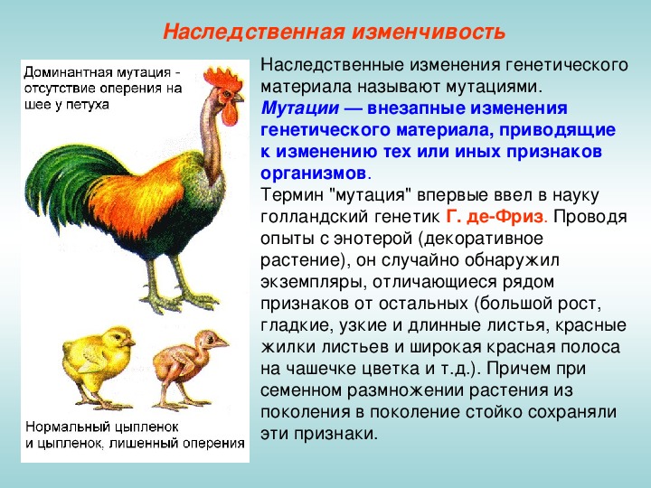 Что лежит в основе комбинативной изменчивости