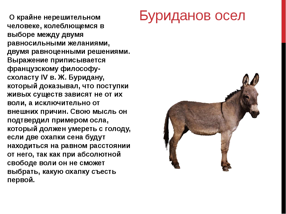 Ишак сыктым: значение и интерпретация этого выражения