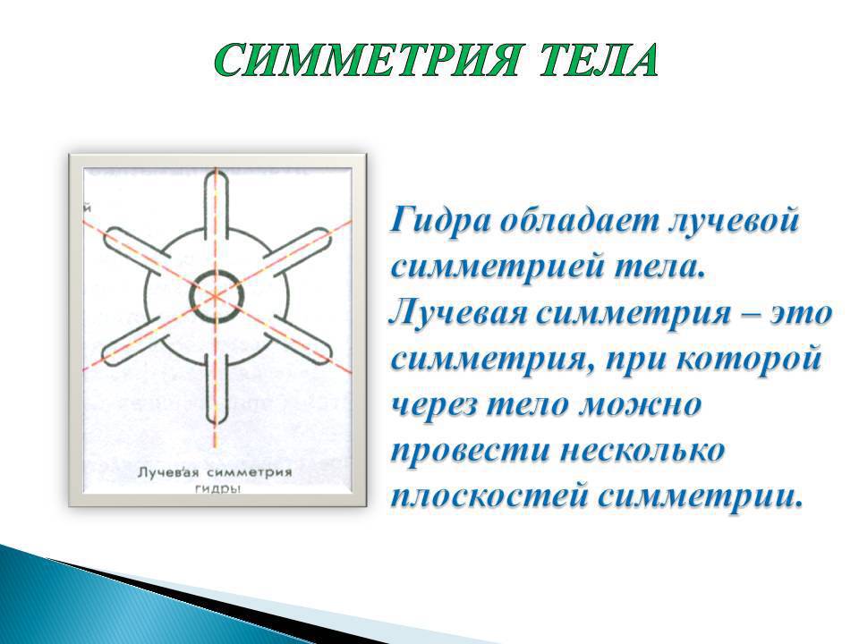 Симметрия лучевая и радиальная в биологии: основные понятия и примеры (7 класс)
