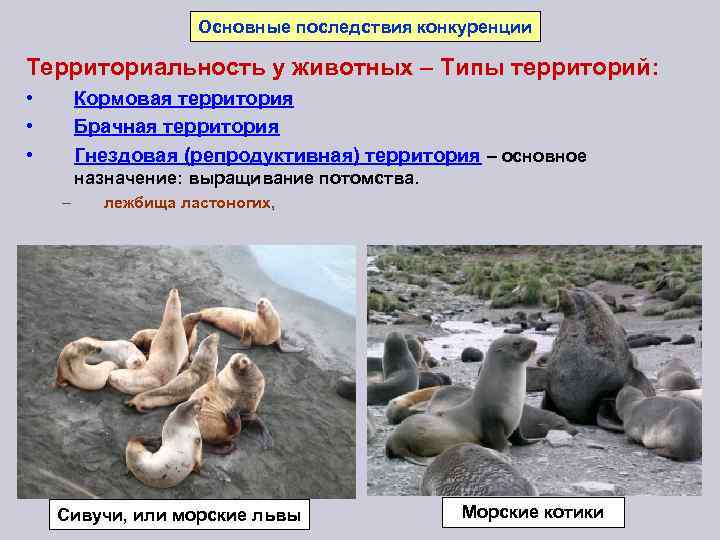 Территориальность: определение и пример