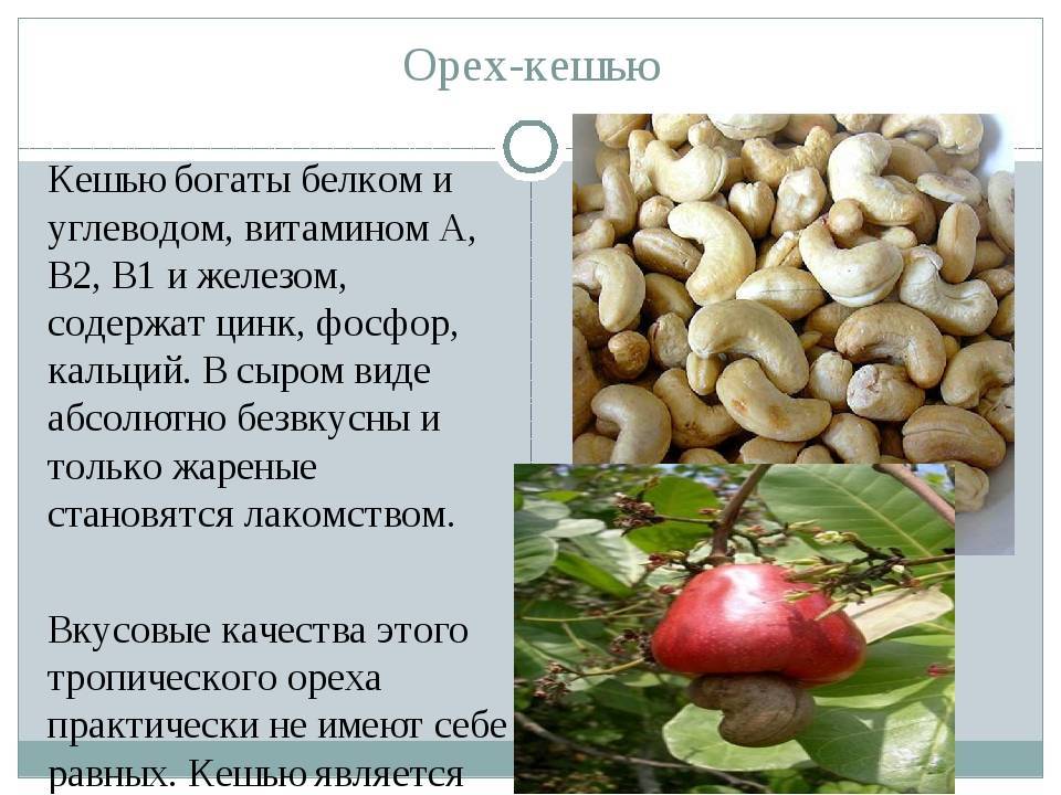 Орехи кешью: 6 полезных свойств, противопоказания, рецепты блюд