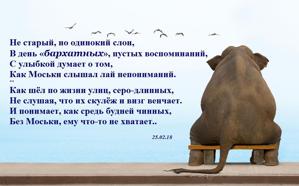 Вопрос: почему все говорят доволен, как слон? - разное | studok.net
