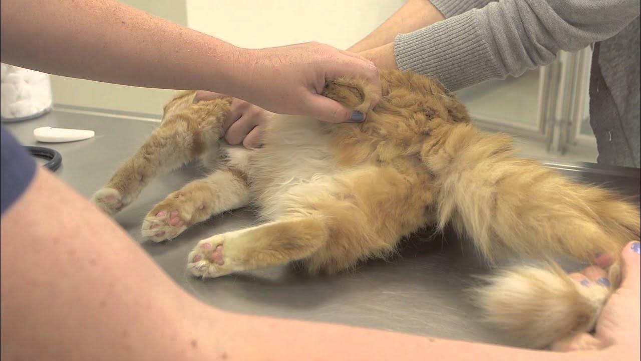 Когда разговариваешь с кошкой она машет хвостом. что значит, когда кошка машет хвостом