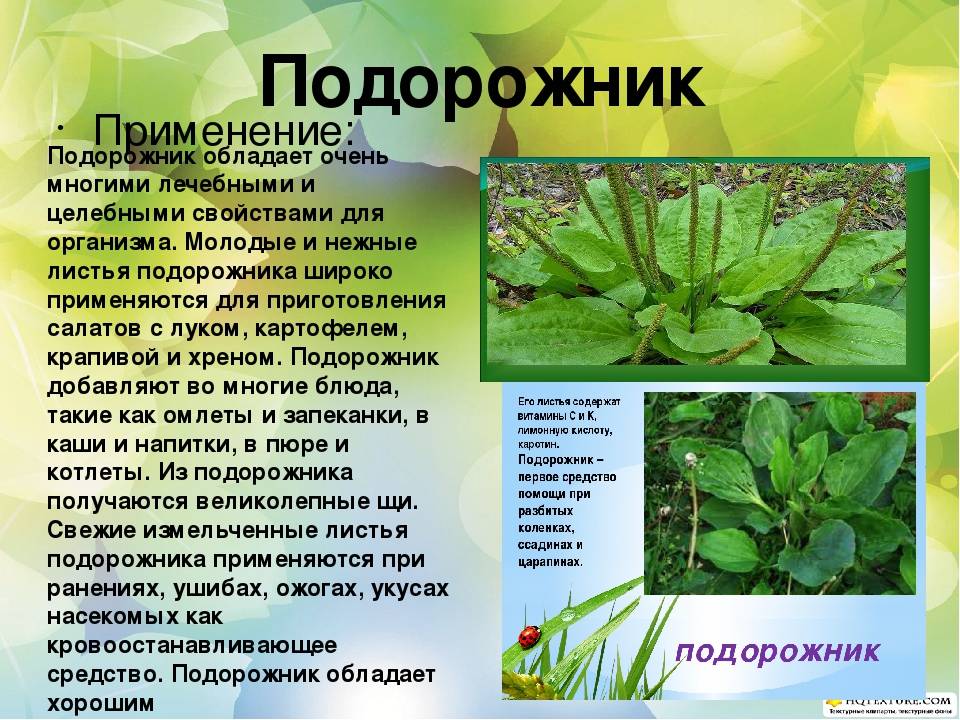 Подорожник ланцетолистный | лесная кладовая