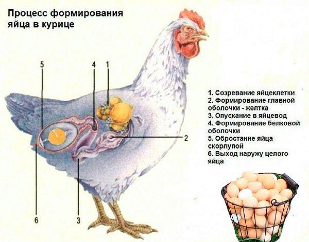 Как определить несется курица или нет? несколько действенных способов определить несушку