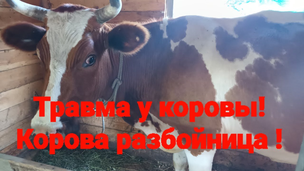 Что делать с бодливой коровой