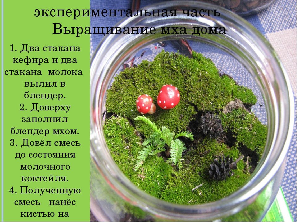 Как найти сфагнум в незнакомом лесу. записки следопыта.