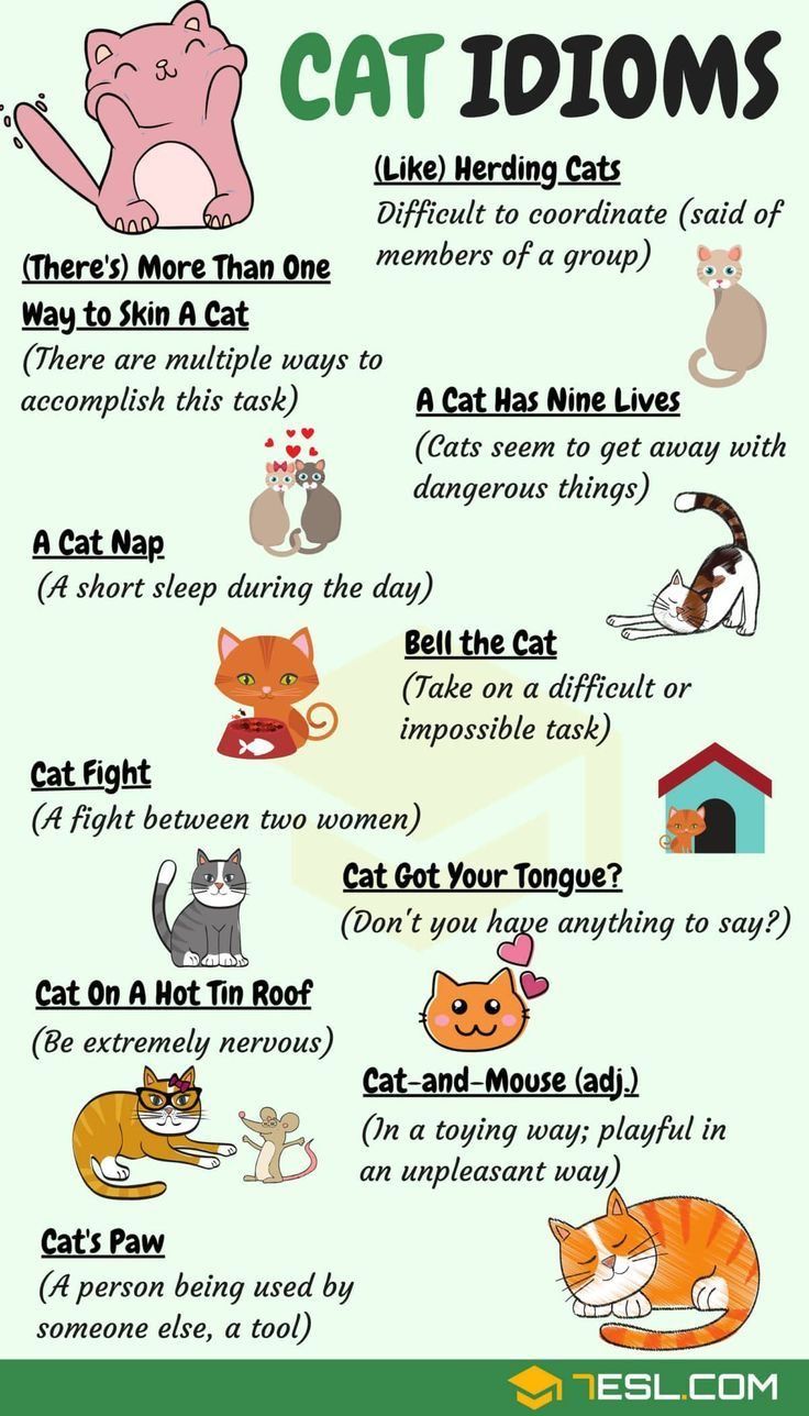 ? bell the cat и другие английские идиомы с кошками | englishexplained.ru