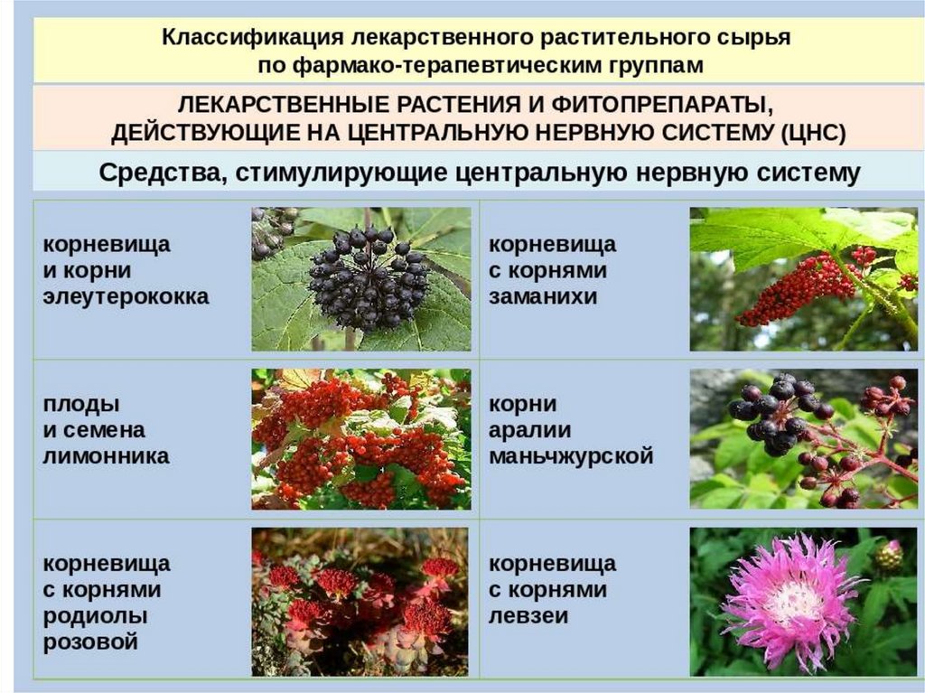 Культивирование лекарственных растений презентация, доклад