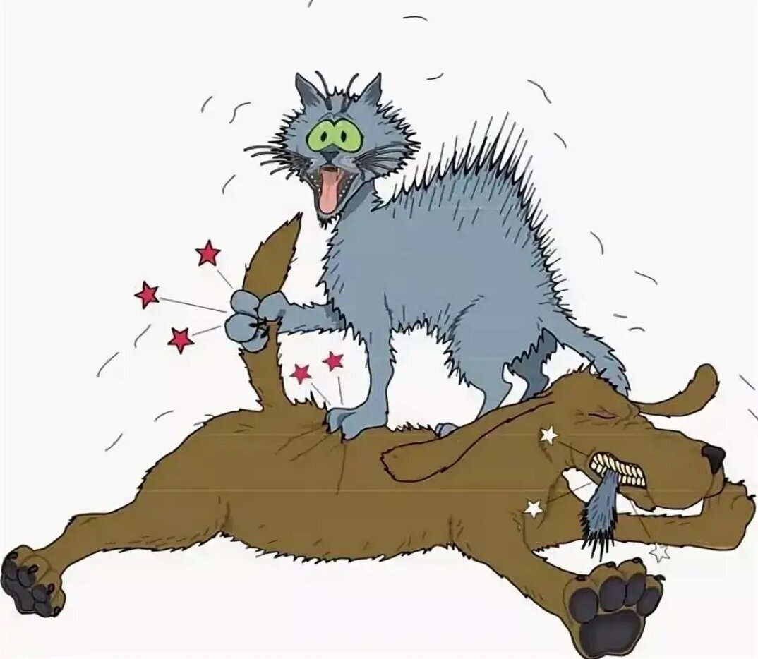 Клуб друзей книг: ах, эти кошки… фразеологизмы о кошках и котах