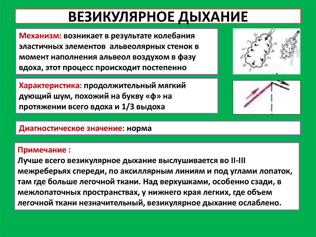 Физиология дыхания человека: процессы и параметры газообмена